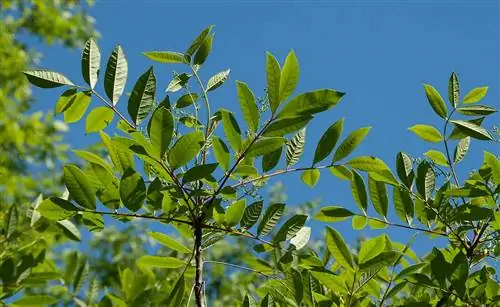 Как выглядит ядовитый сумах? Все, что вам нужно знать об идентификации ядовитого сумаха