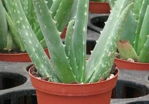 Лучшие места для покупки уличных растений онлайн: Cactus Limon