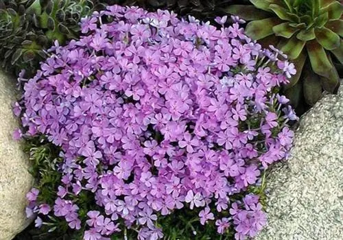 Лучшие места для покупки уличных растений онлайн: Great Garden Plants
