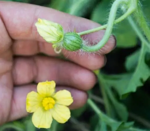 как вырастить арбуз