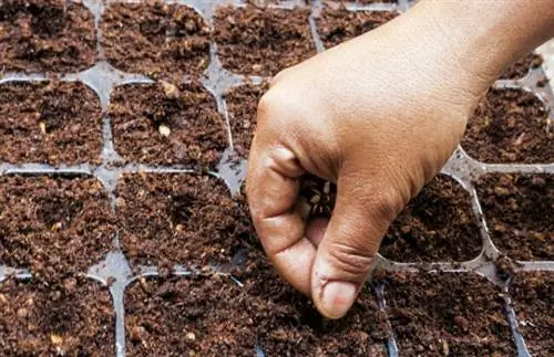 как вырастить арбуз