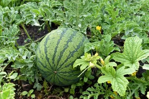 как вырастить арбуз