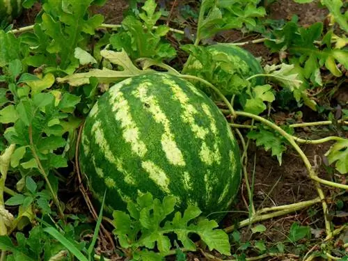 Как вырастить арбуз для идеального летнего лакомства