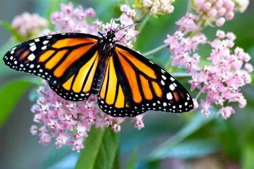 как вырастить молочай