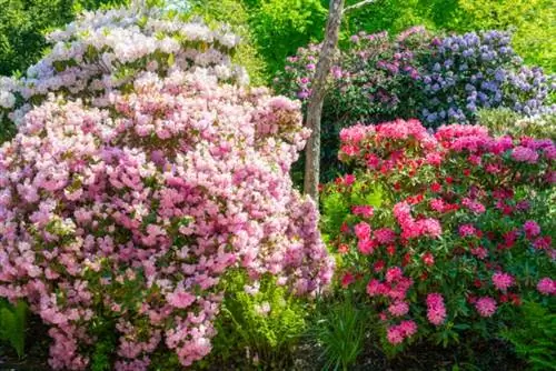 уличные растения, которые можно размножить черенками