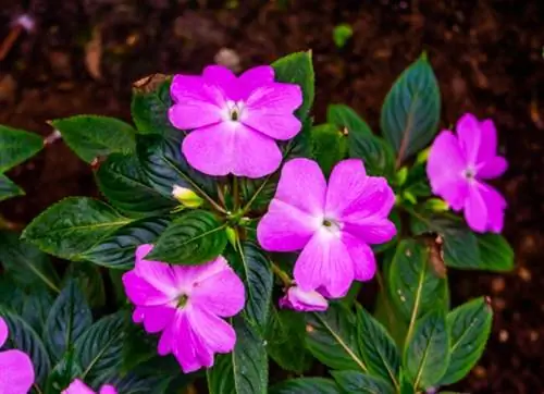 уличные растения, которые можно размножить черенками