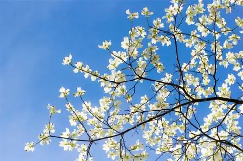 уличные растения, которые можно размножить черенками