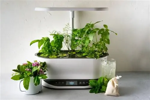 11 растений, о которых вы не знали, что их можно выращивать в AeroGarden