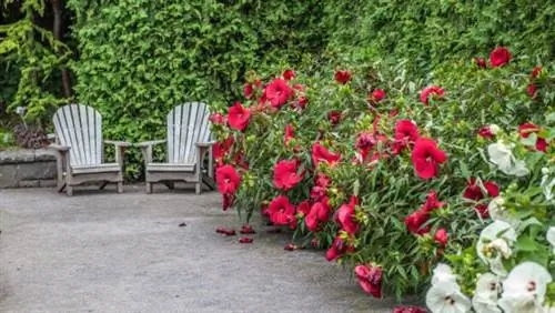 уход за гибискусом