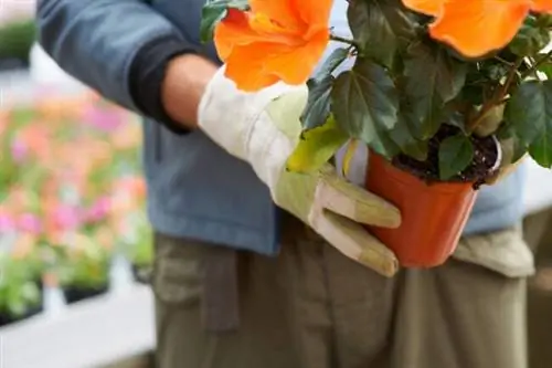 уход за гибискусом