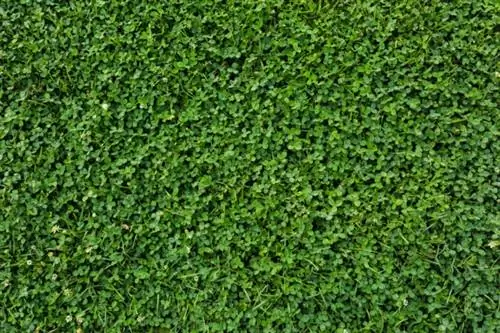 Клеверный газон