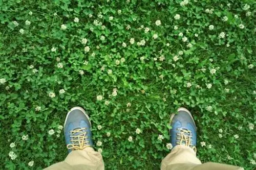 клеверный газон