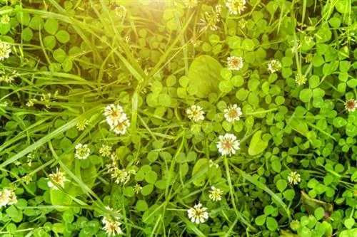 клеверный газон