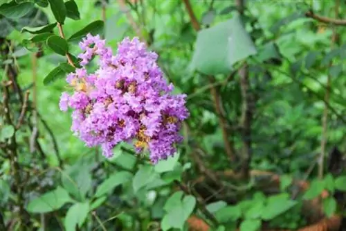 полные солнечные кусты