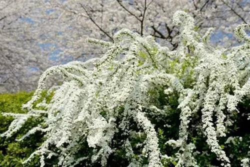 полные солнечные кусты