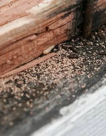 Как выглядят пометы термитов