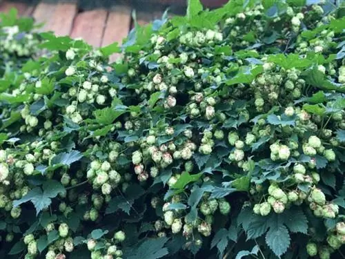 летние цветы