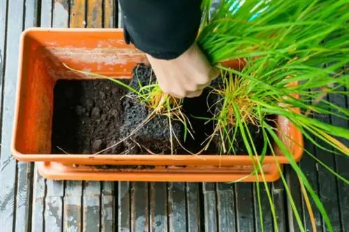 как вырастить лемонграсс