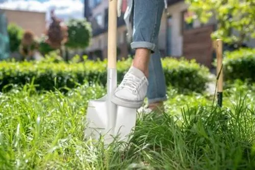 Стоимость посадки дерева