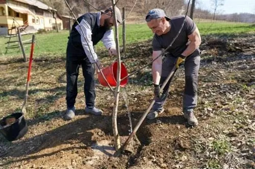 Стоимость посадки дерева
