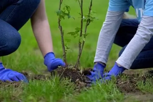 Стоимость посадки дерева