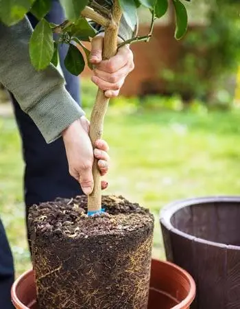 Сколько факторов стоимости ландшафтного дизайна учитывается при расчете ландшафтного дизайна
