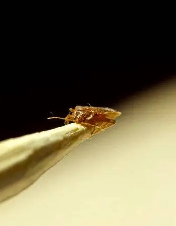 Факторы стоимости лечения постельных клопов при расчете стоимости