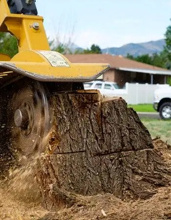 Сколько стоит удаление дерева Факторы при расчете стоимости