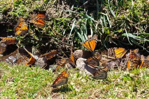 Почему вас должно волновать, что популяция бабочек монархов сокращается