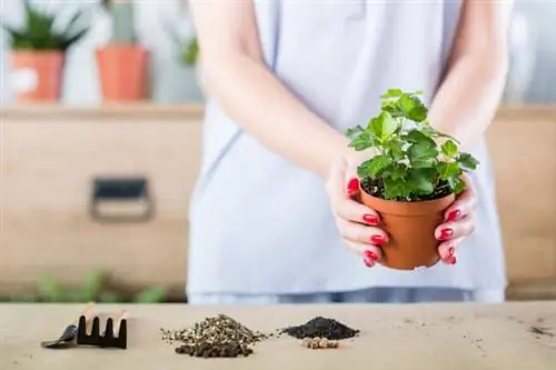 Что нужно и что нельзя делать при поливе растений Выберите правильную почву