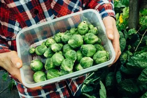 как вырастить брюссельскую капусту