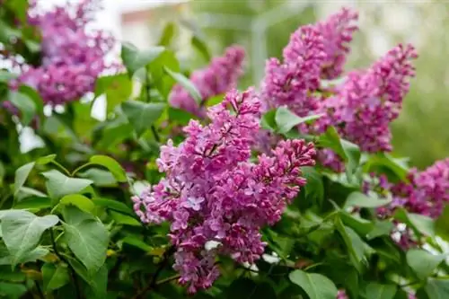 Куст сирени и цветы