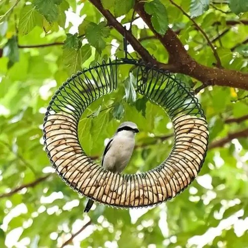 Арахисовая кормушка для птиц с сидящим на ней серым сорокопутом