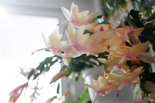 Крупным планом бело-розовые цветы кактуса благодарения в помещении