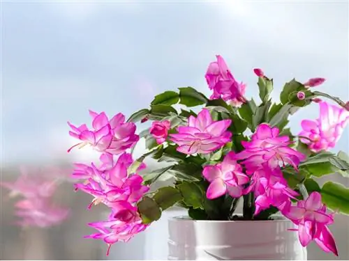 Это руководство по уходу за кактусами на День Благодарения будет оживлять ваши настольные пейзажи год за годом