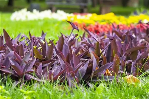 Как вырастить пурпурное сердце