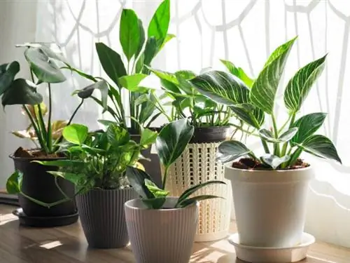 iStock-1352169049 pothos домашнего здравоохранения на деревянный стол.
