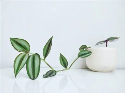 растения, растущие в воде - дюймовая виноградная лоза