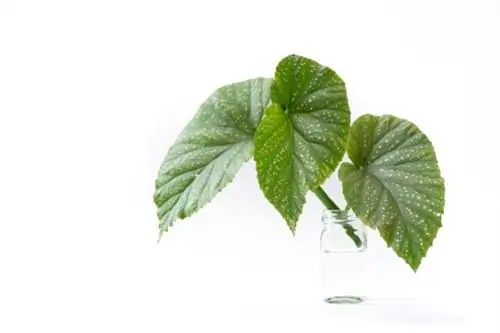 растения, которые растут в воде - размножение бегонии в воде