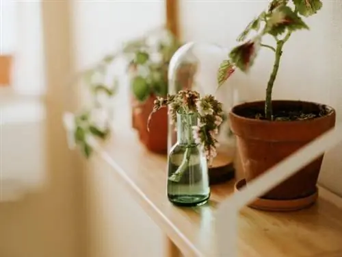 растения, которые растут в воде - размножение колеуса