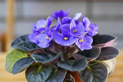 растения, растущие в воде - африканская фиалка