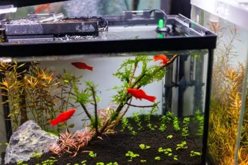 iStock-1393080711 рабочие перчатки для аквариума.