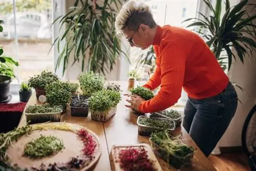 iStock-1349340158 как выращивать микрозелень женщина сажает и собирает микрозелень