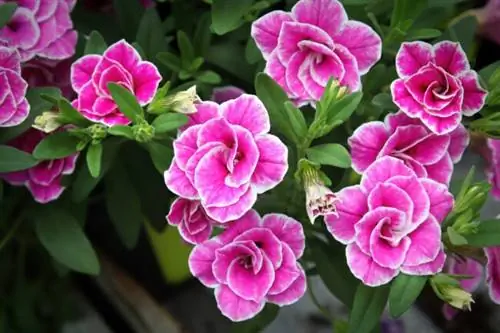 калибрахоа уход розовые цветы калибрахоа крупным планом