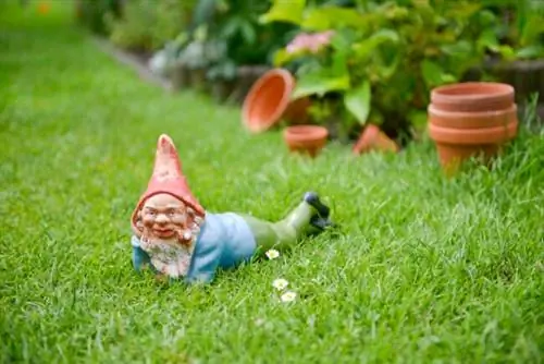 iStock-499084589 садовые гномы гном лежит в саду