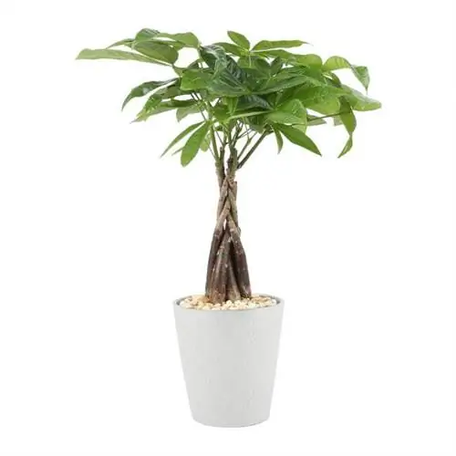 Лучший вариант подарка: Costa Farms Money Tree Pachira