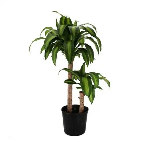 Лучшие деревья в качестве подарка: АМЕРИКАНСКАЯ РАСТИТЕЛЬНАЯ БИРЖА Dracaena Massangeana