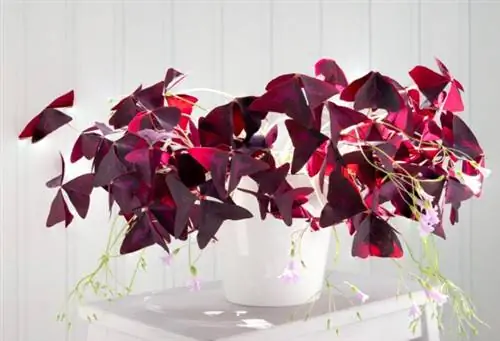 Комнатное растение трилистника Oxalis tuberosa в горшке с фиолетовыми листьями Комнатное растение трилистника Oxalis tuberosa в горшке с фиолетовыми листьями