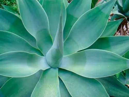 Крупный план гладких листьев агавы в саду