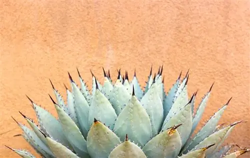 Как вырастить агаву